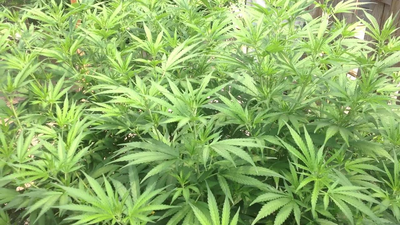 July 24 2015 OMMP outdoor Grow