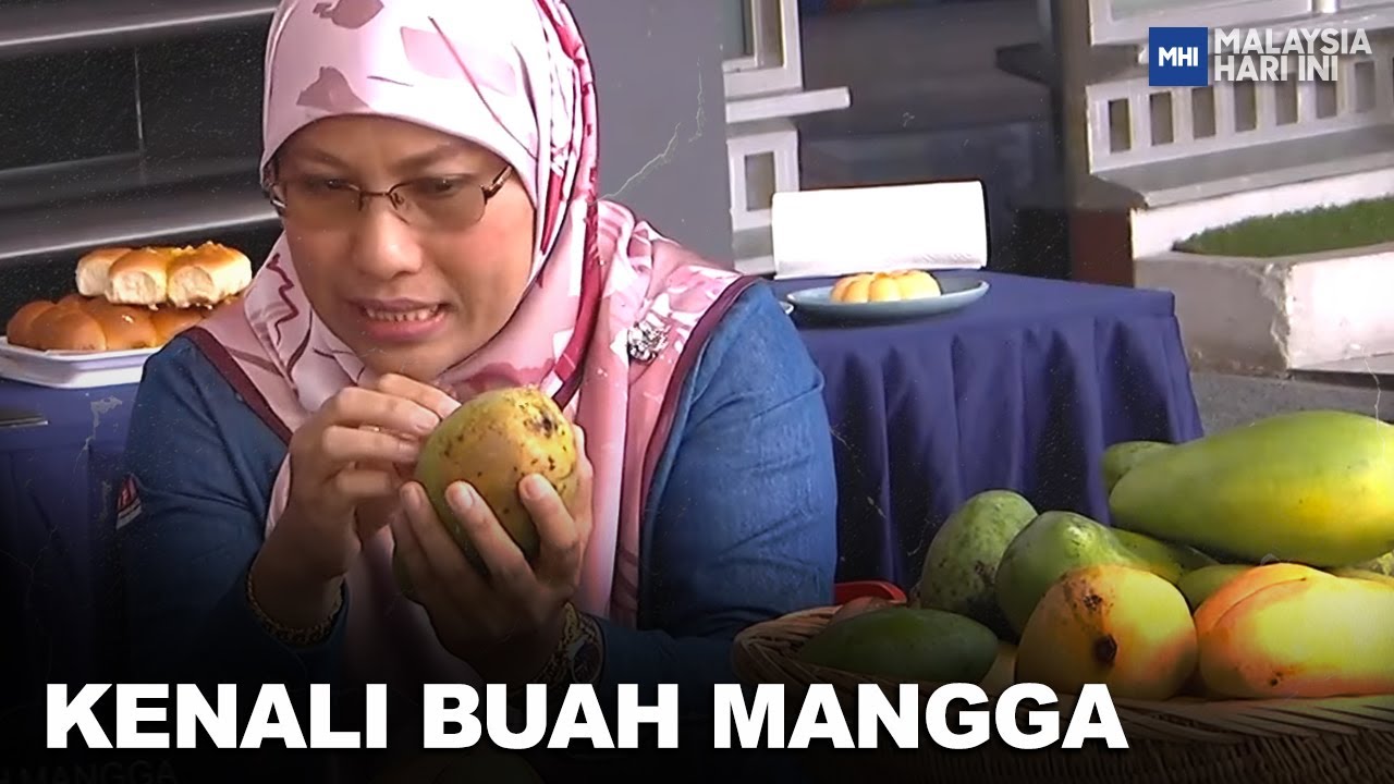 Kenali Buah Mangga | MHI (6 Mei 2023)