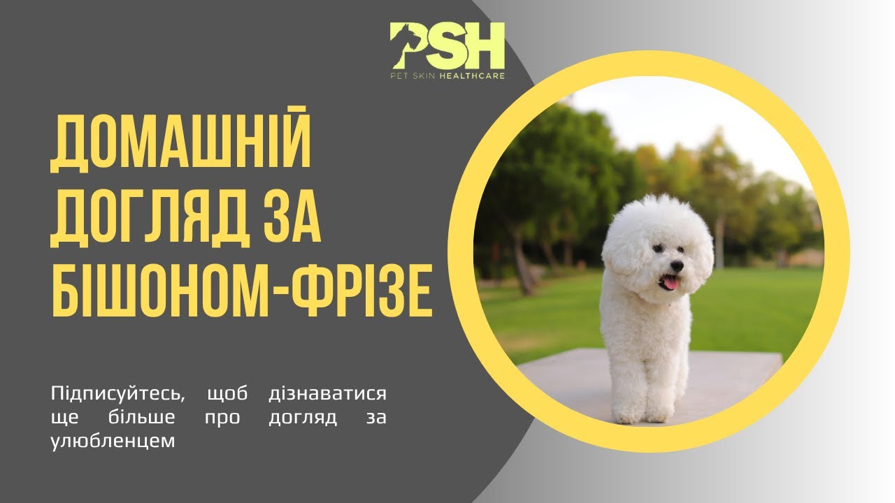 Дізнайтеся всі секрети ідеального догляду за Бішон Фрізе