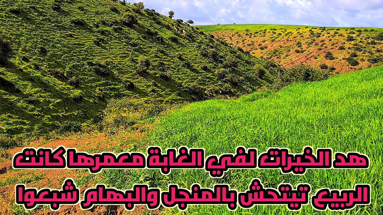 هد الخيرات لجايا في الغابة تعيش البهايم عام اخر وعمرها كانت في التاريخ