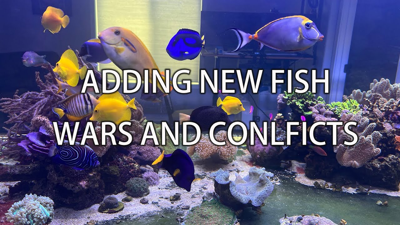 Tang Wars when adding New Fish