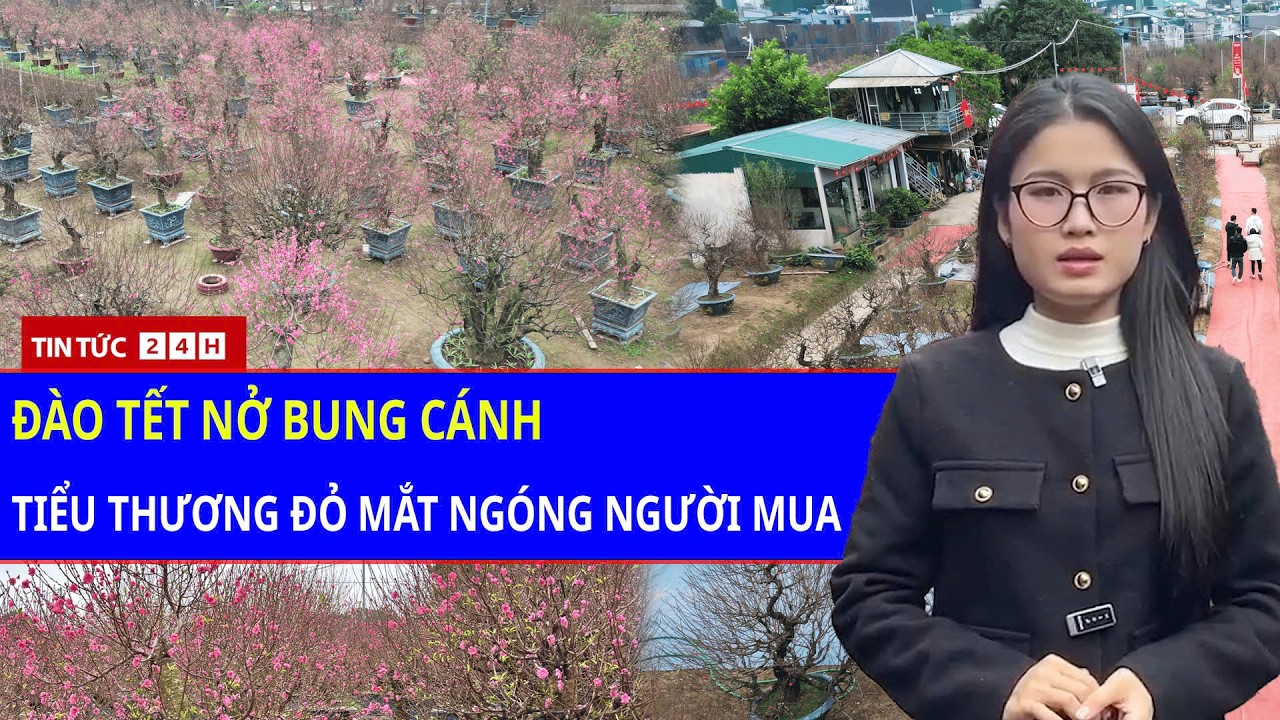 Toàn Cảnh Đào, Quất Tết “Ế Chỏng Chơ”: Tiểu Thương Đói Khách Những Ngày Cuối Năm? | Tin Tức Việt Nam