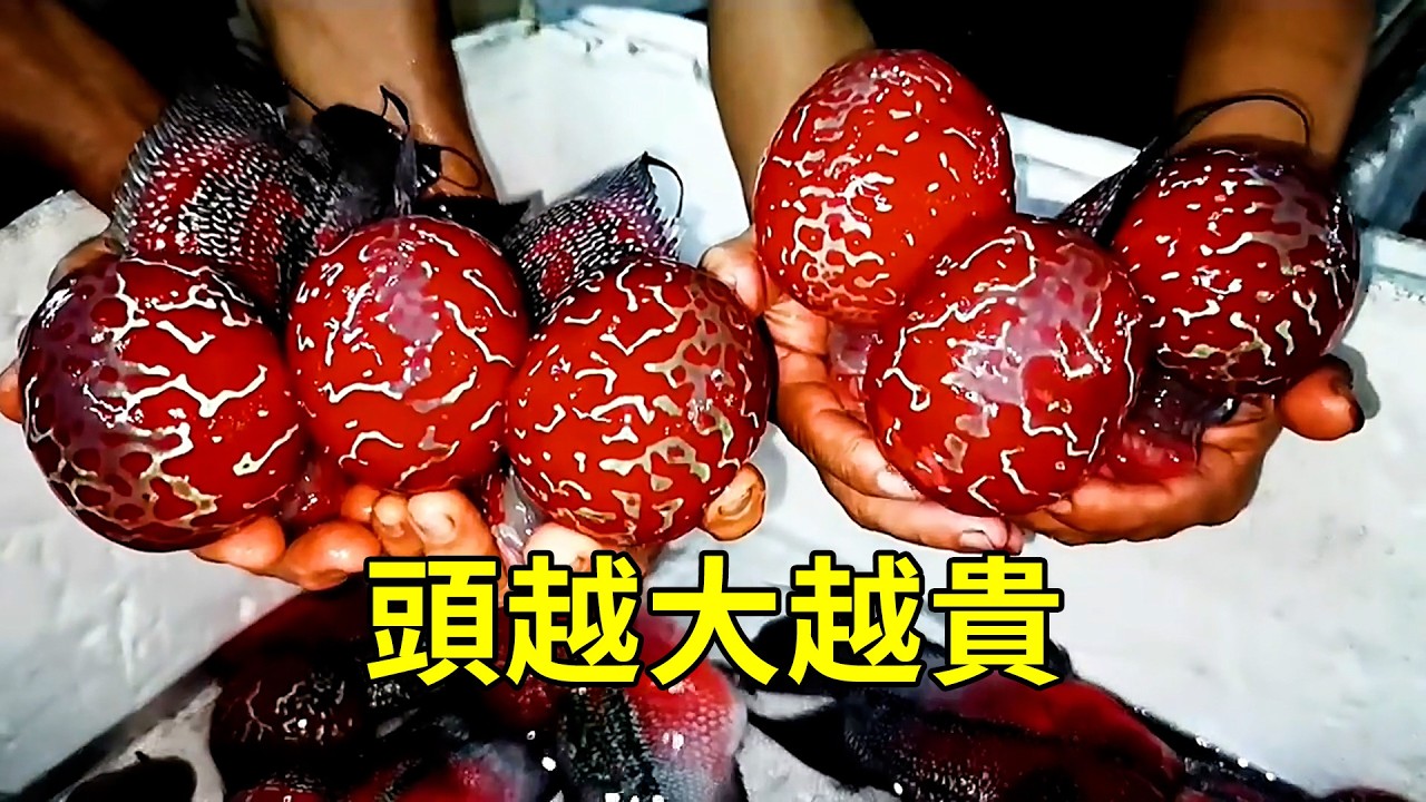 水中“大頭娃娃”，羅漢魚的秘密