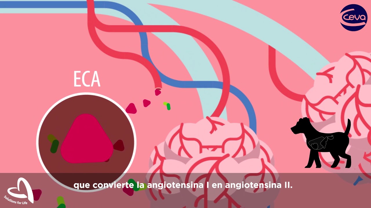 Sistema Renina Angiotensina Aldosterona en el perro (Eje RAAS)