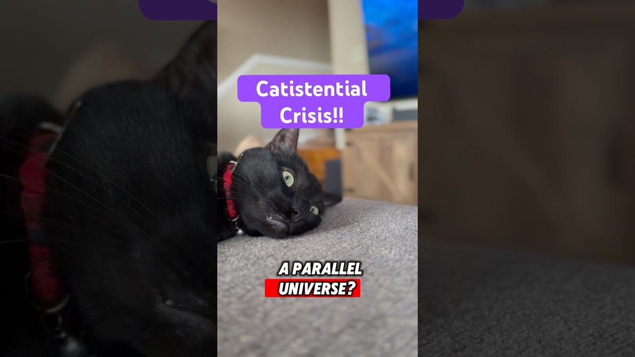 Catistential Crisis?!?! #cat #blackcat #catvideos #funny #funnycat #science