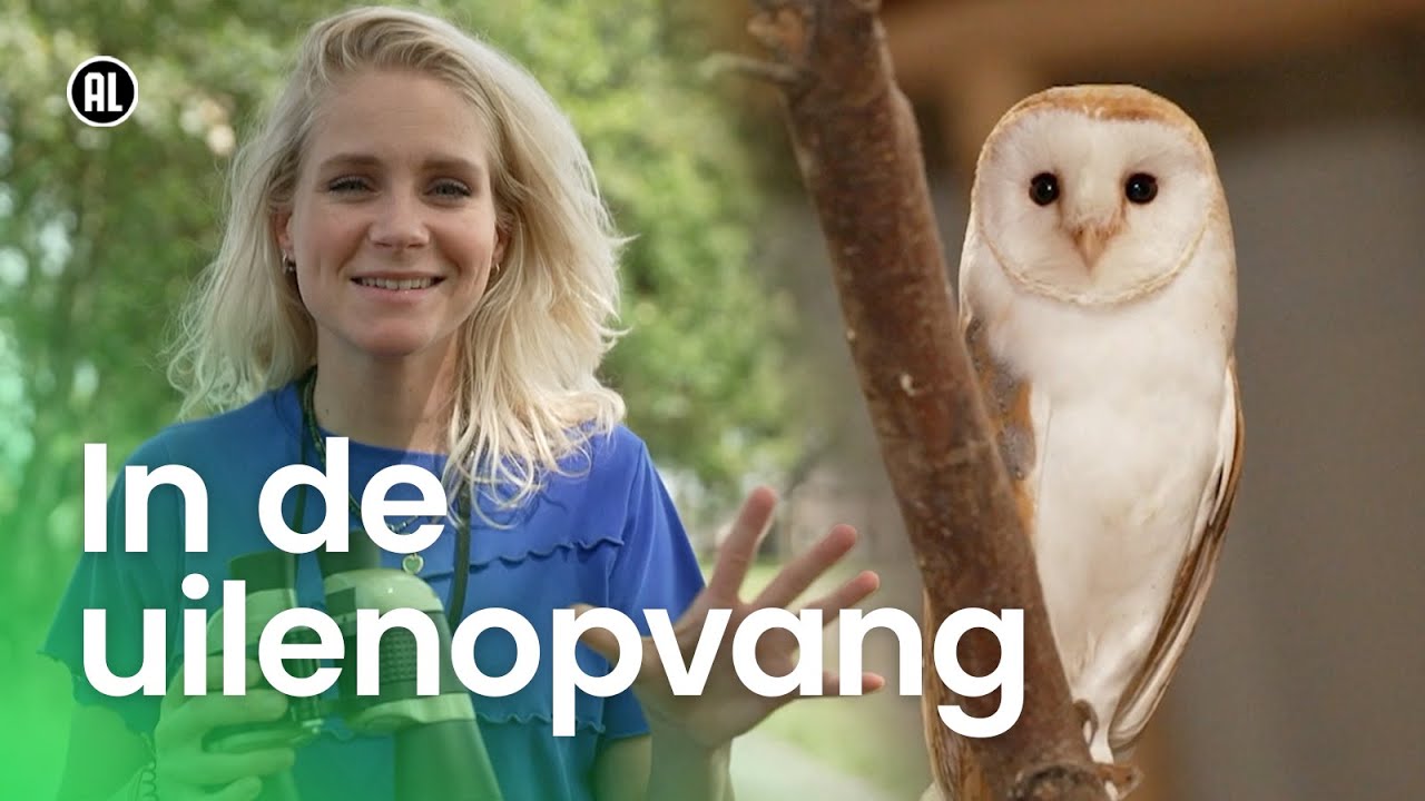 Welke soorten uilen zijn er?
