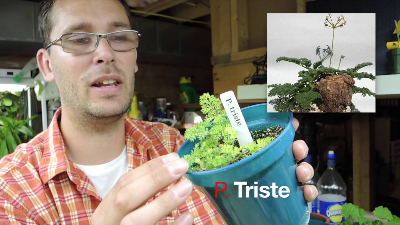 Species Geranium Pelargonium Seedling Update
