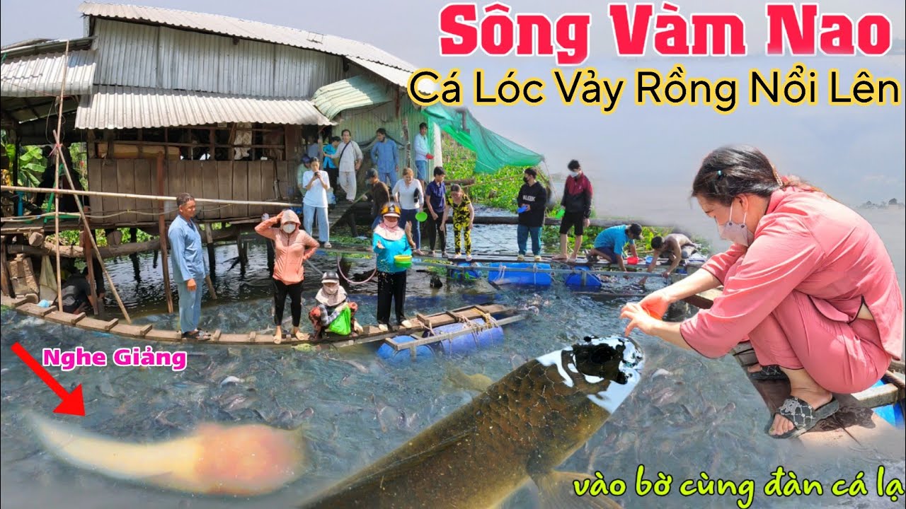 Sông Vàm Nao đọc giảng Chú Cá Lóc vảy rồng nổi lên cùng đàn cá chép giòn Khổng Lồ