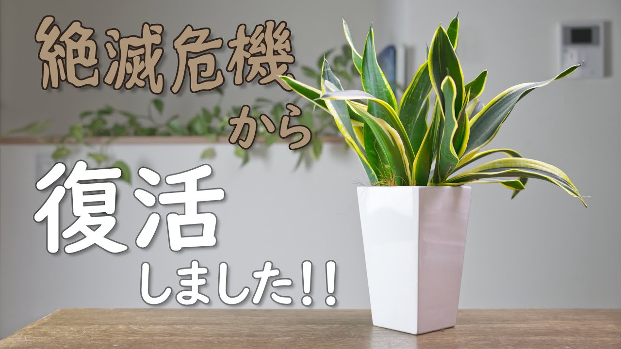 絶滅の危機に瀕していた我が家のサンスベリア達が元気に育ち始めています☺️皆様のアドバイスに感謝
