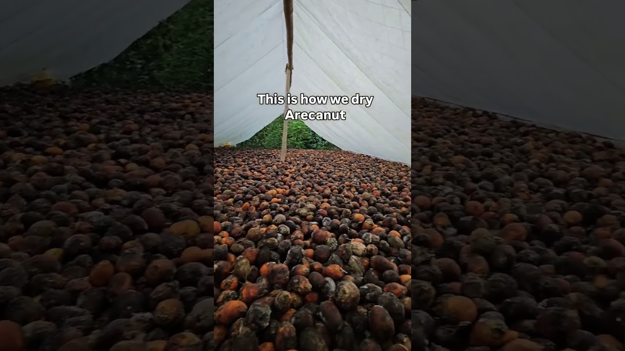 Want to Buy Dried Arecanut/  Betelnut/ Supari from Andaman #arecanutfarming #arecanut #betelnut