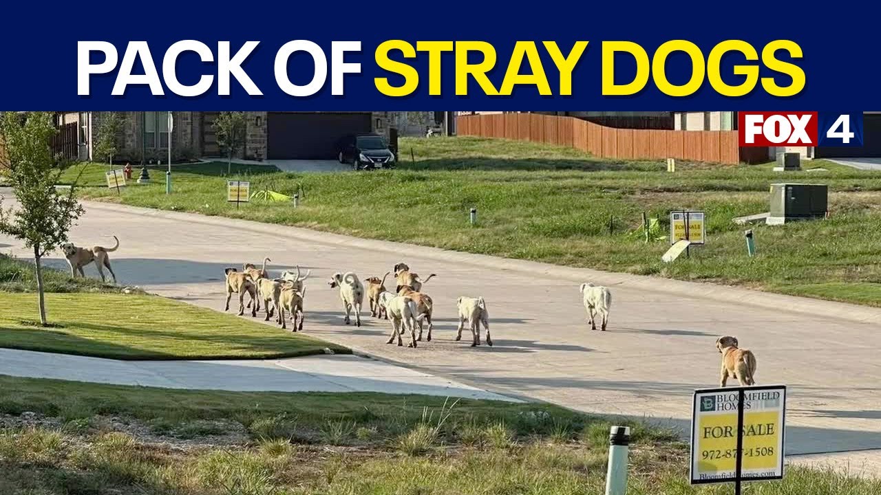 Godley residents fear growing pack of roaming dogs
