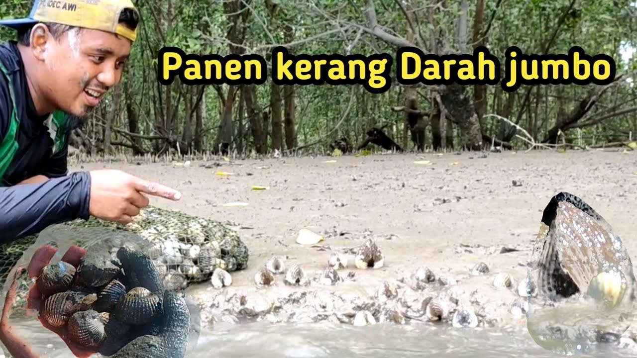 Berburu kerang Darah super jumbo _ Hunt for shells and survive in the mangrove forest