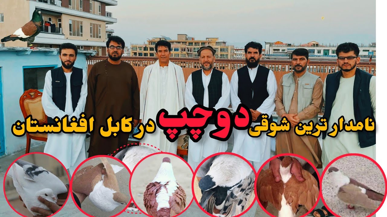 دوچپ|شوق با نامدارترین شوقی دوچپ در کابل|قیمت ترین کفترهای افغانستان|High Cost Pigeons oF Kabul