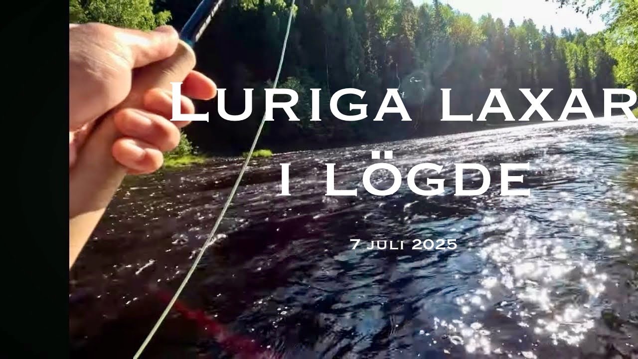 Luriga laxar i Lögde, 7 juli 2025