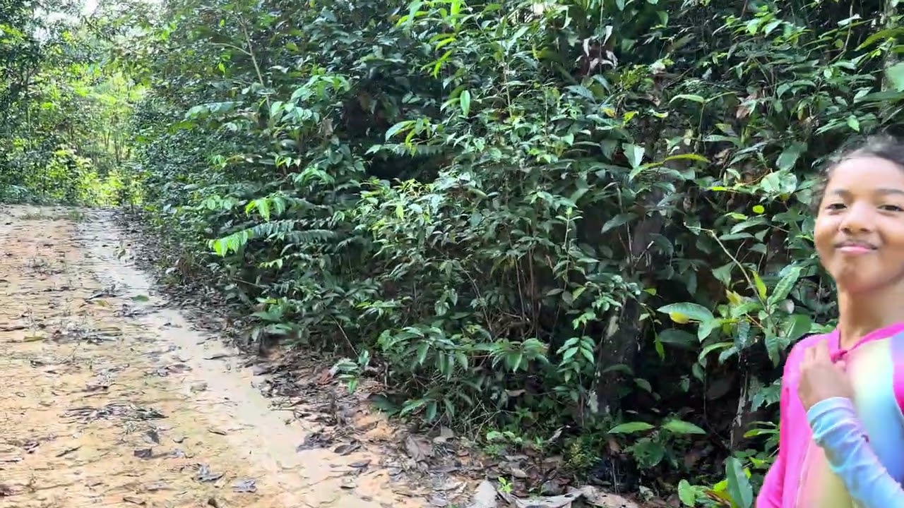 Estrada no meio da floresta amazônica. 