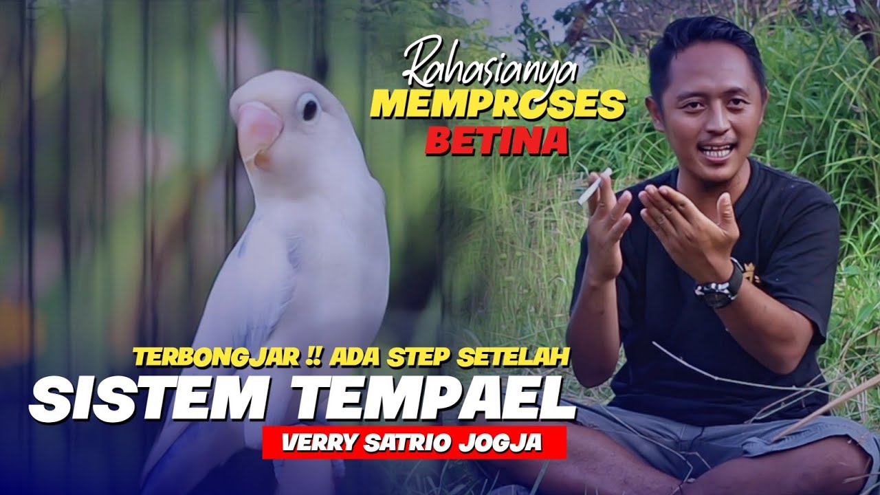 TERBONGKAR !! PROSES BETINA KONSLET - SETELAH SISTIM TEMPEL SELANJUTNYA SEPERTI INI - SATRIO JOGJA