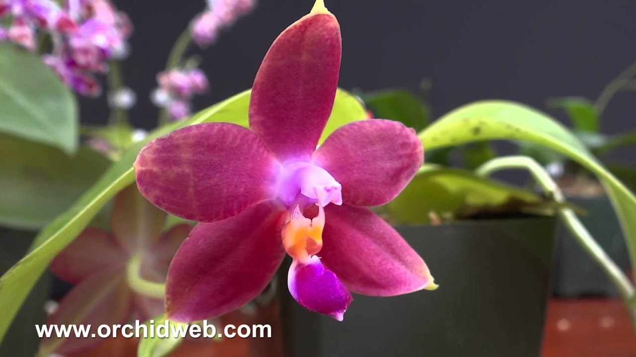 OrchidWeb - Phalaenopsis species