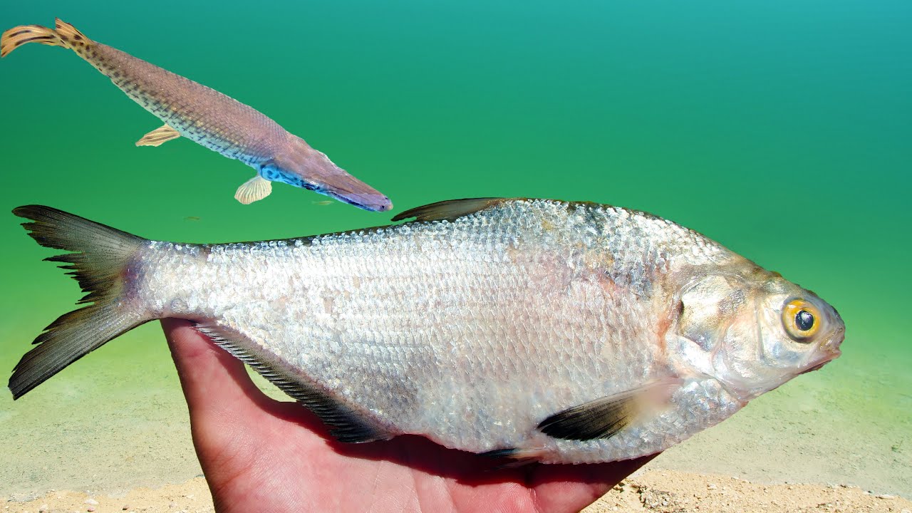 My Pet Alligator Gar Love Giant Shad!