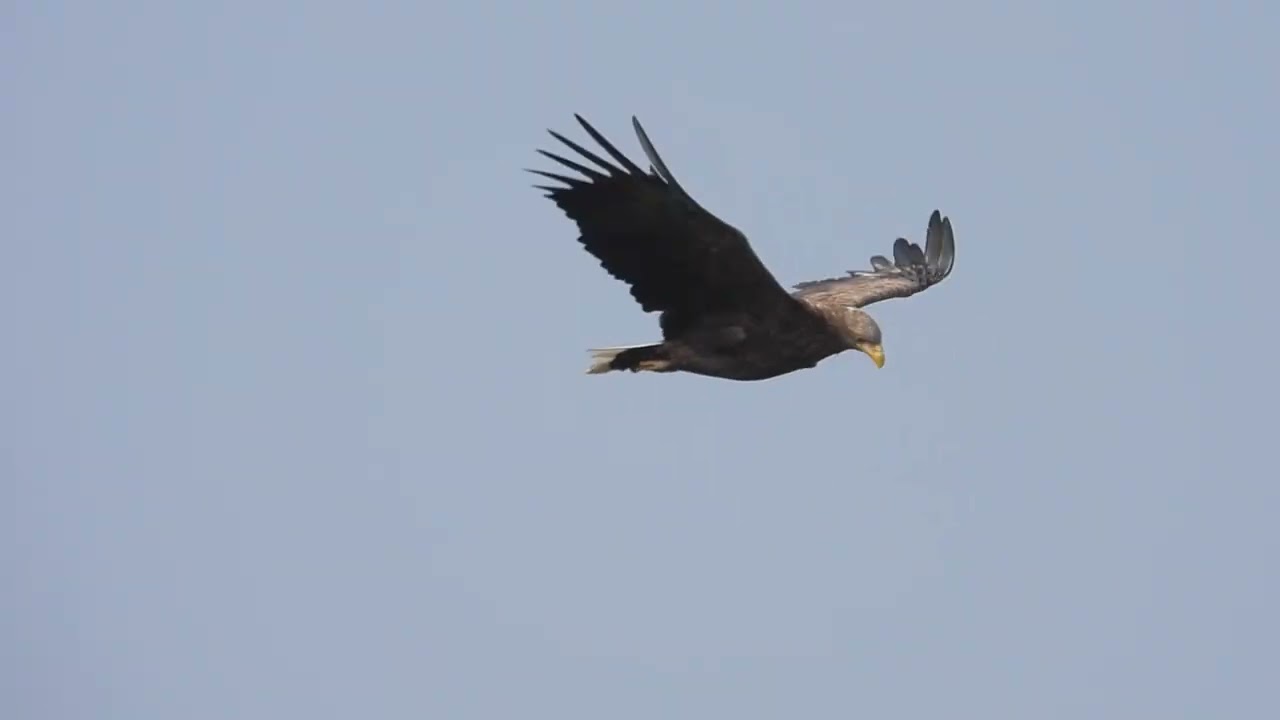 흰꼬리수리 착륙샷