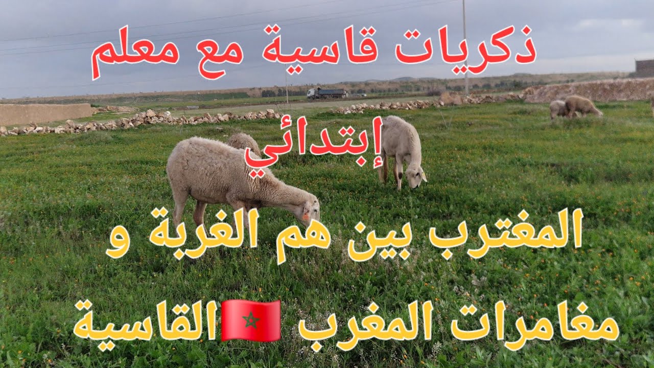الحلقة 763.❤️🇲🇦❤️ اجي تسمع قصتي مع معلم ما اتى بمثله زمان 😡😡😡😡