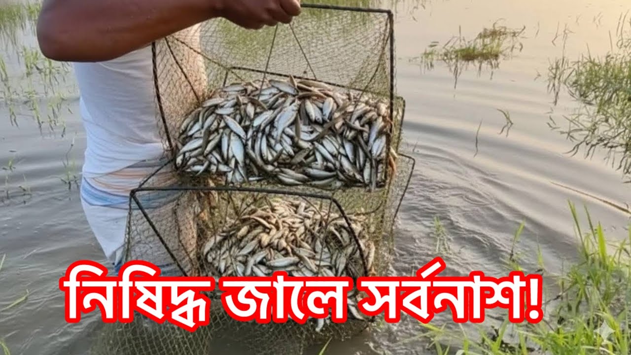 মাছ শিকারের ভয়ঙ্কর হাতিয়ার চায়না দুয়ারী আটকা পড়লে রক্ষা নেই Amazing Fishing Catching Video #Pabna 