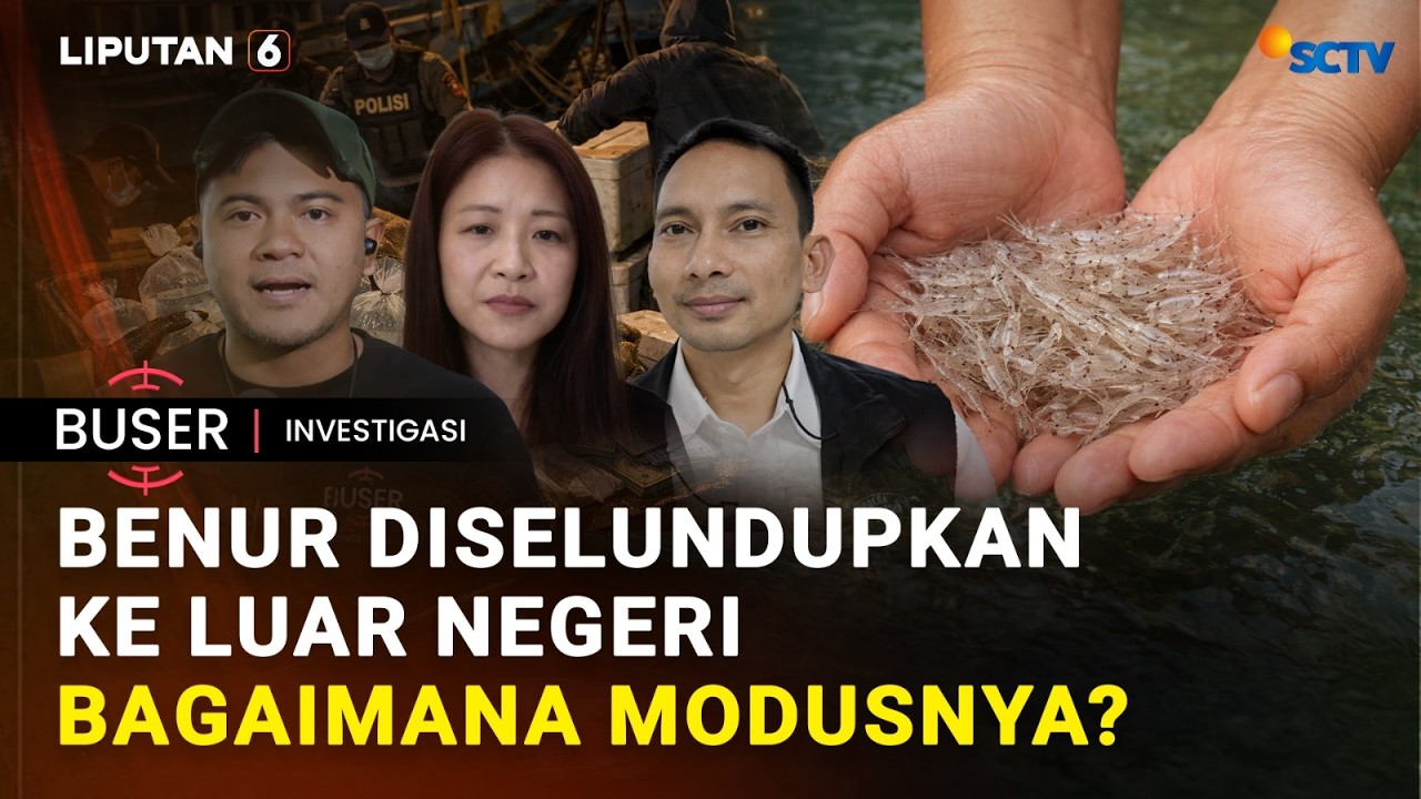 Benur Diselundupkan Ke Luar Negeri, Bagaimana Modusnya?