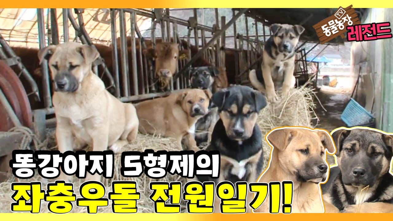 [TV 동물농장 레전드] &lsquo;똥강아지 5형제의 전원일기&rsquo; 풀버전 다시보기 I TV동물농장 (Animal Farm) | SBS Story