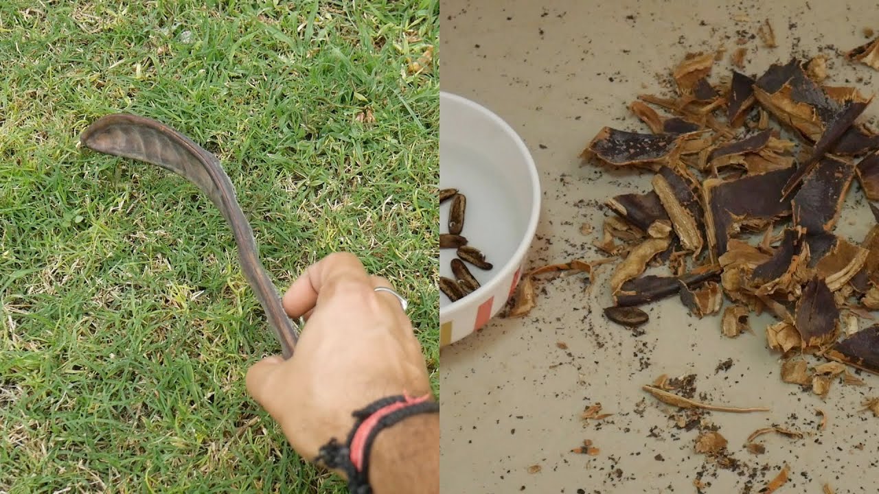 Extracting seeds from Seedpod Delonix regia aka Gulmohar aka Flame Tree Dubai Garden Adventure