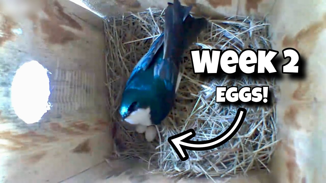 Week 2 time lapse nest building - Birdhouse nest box live camera highlights