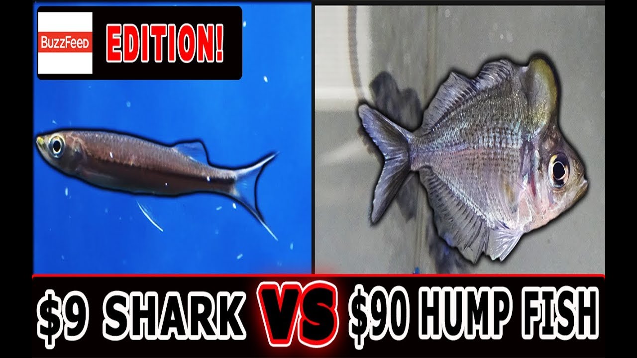 $8 shark VS $90 rare humphead glassfish. Buzzfeed edition.