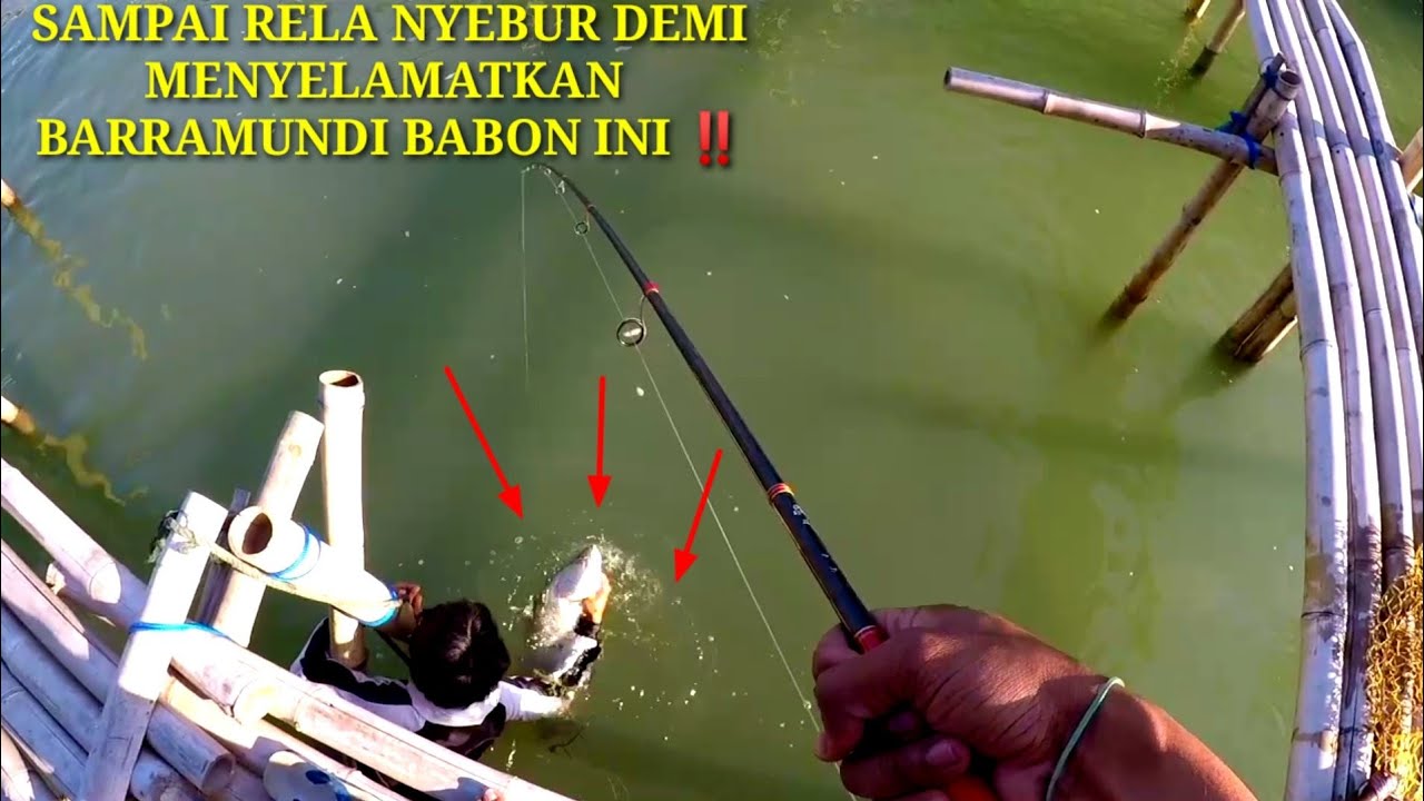 Mancing Kakap Putih Barramundi Di Rumpon Mbah Khadirin Surodadi Demak