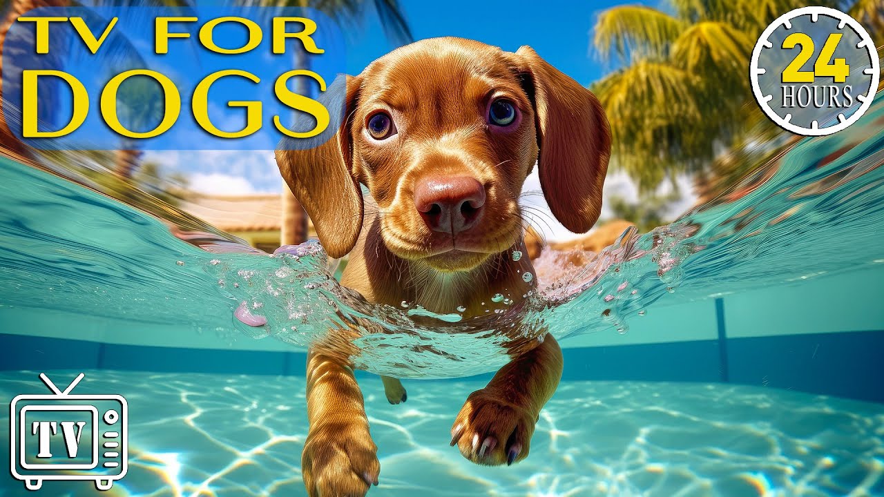24 Hours Anti Anxiety Music for Dogs: Dogs TV & Boredom Busting Videos for Dogs with Calming Music