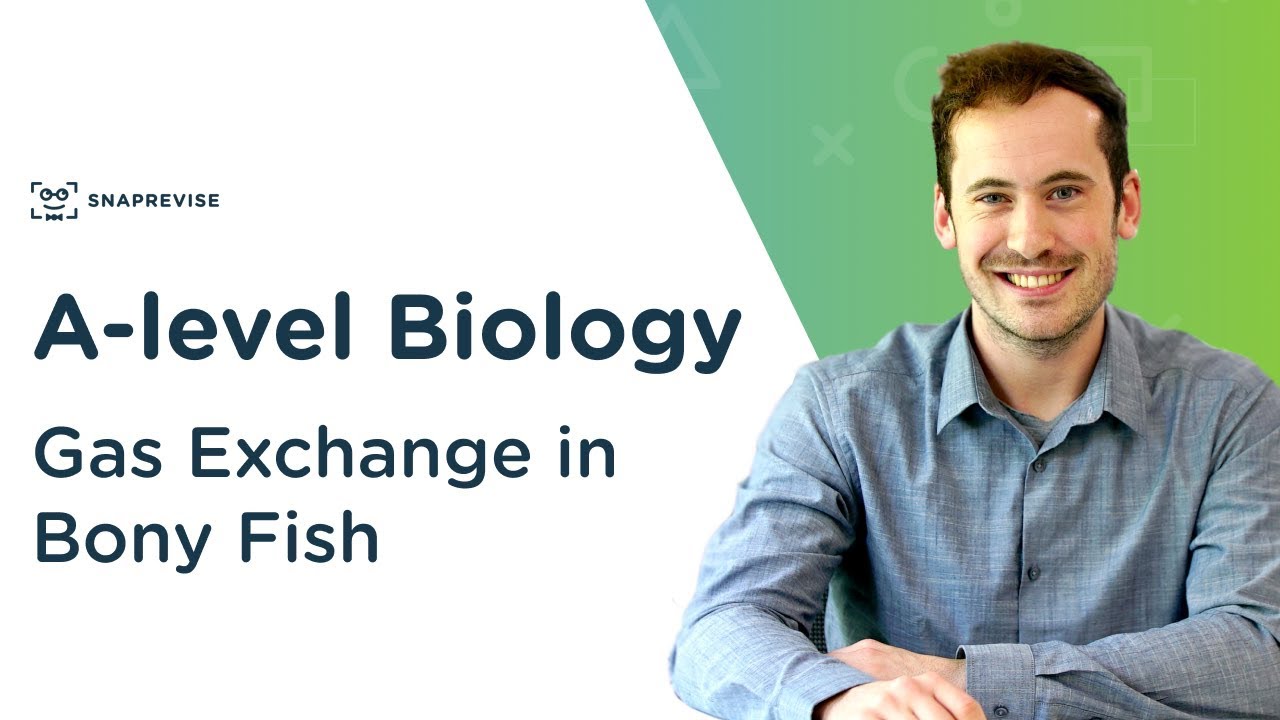 Gas Exchange in Bony Fish  | A-level Biology | OCR, AQA, Edexcel