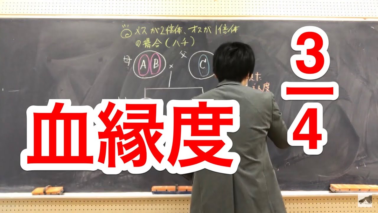 血縁度②（ハチ編）高校生物
