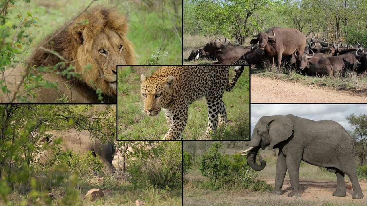 le Kruger National Park