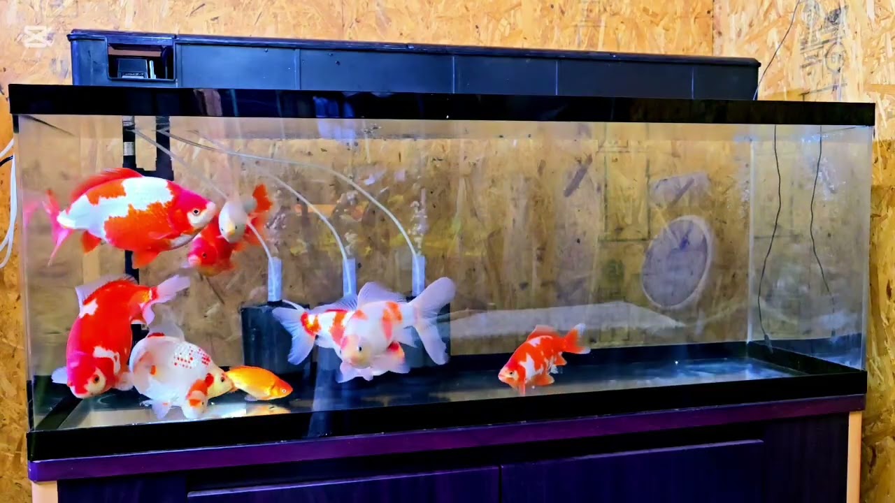 【goldfish】更紗和金 フナ尾らんちゅう！😉🩷🩷🩷 #goldfish #金魚 #和金 #らんちゅう 