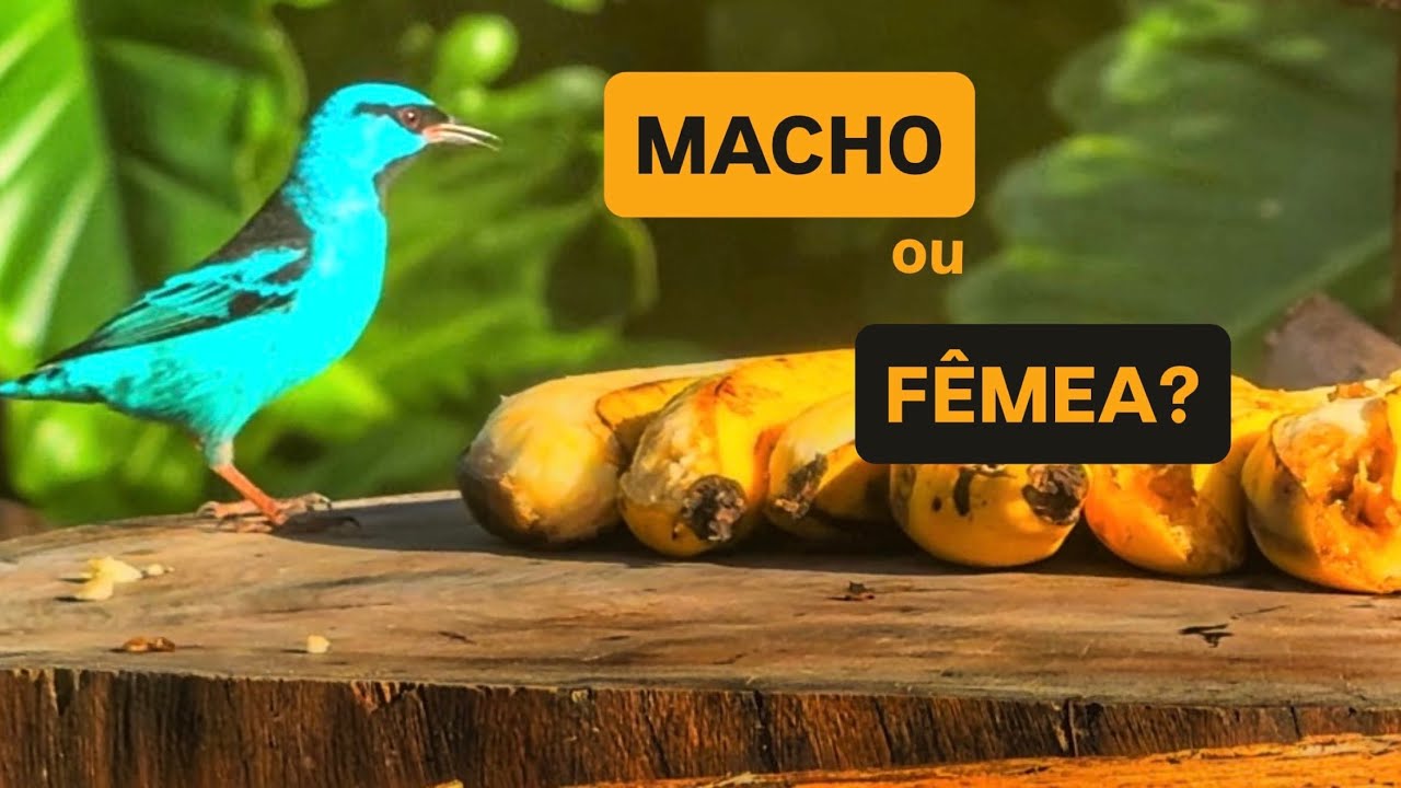 A saíra azul é macho ou fêmea? #saira #aves