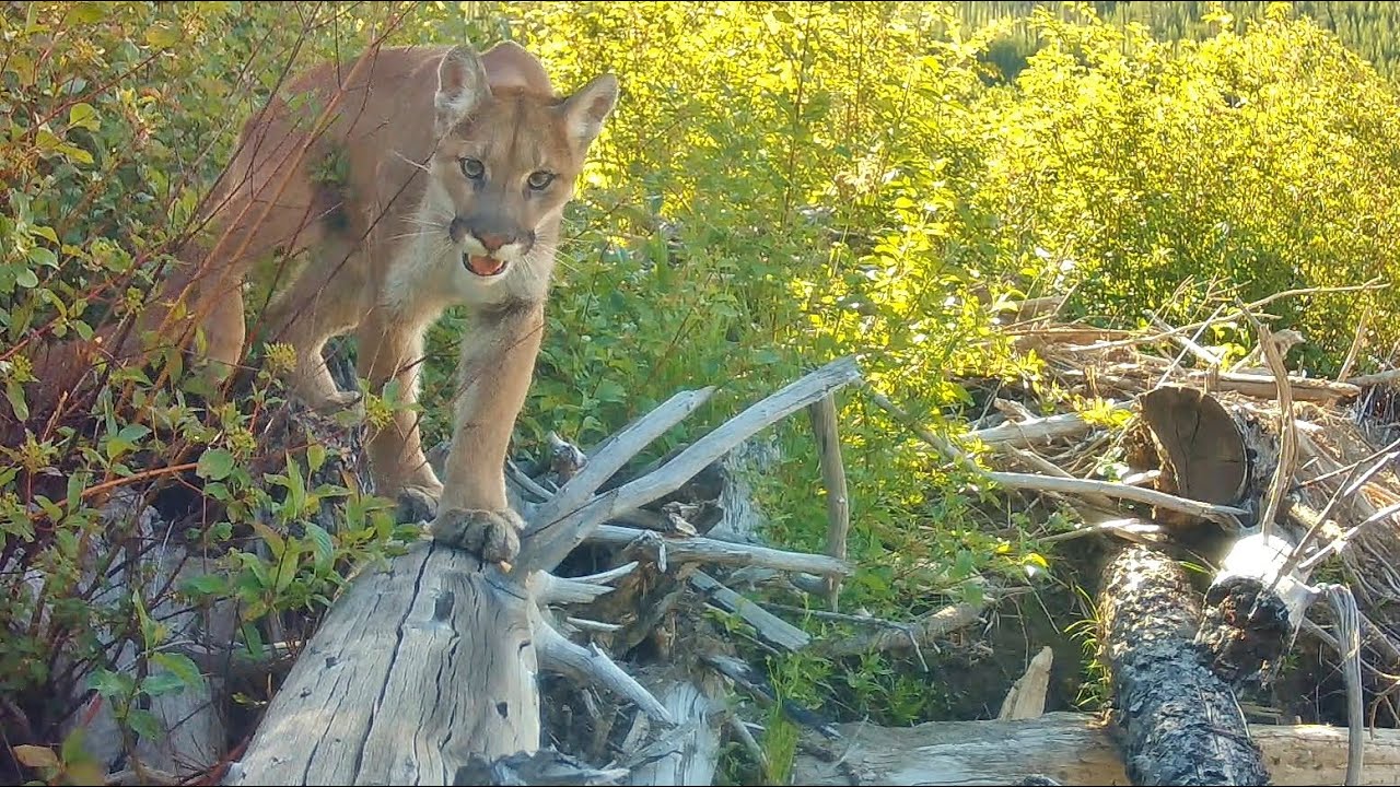Predators at Beaver Lodge - Montana