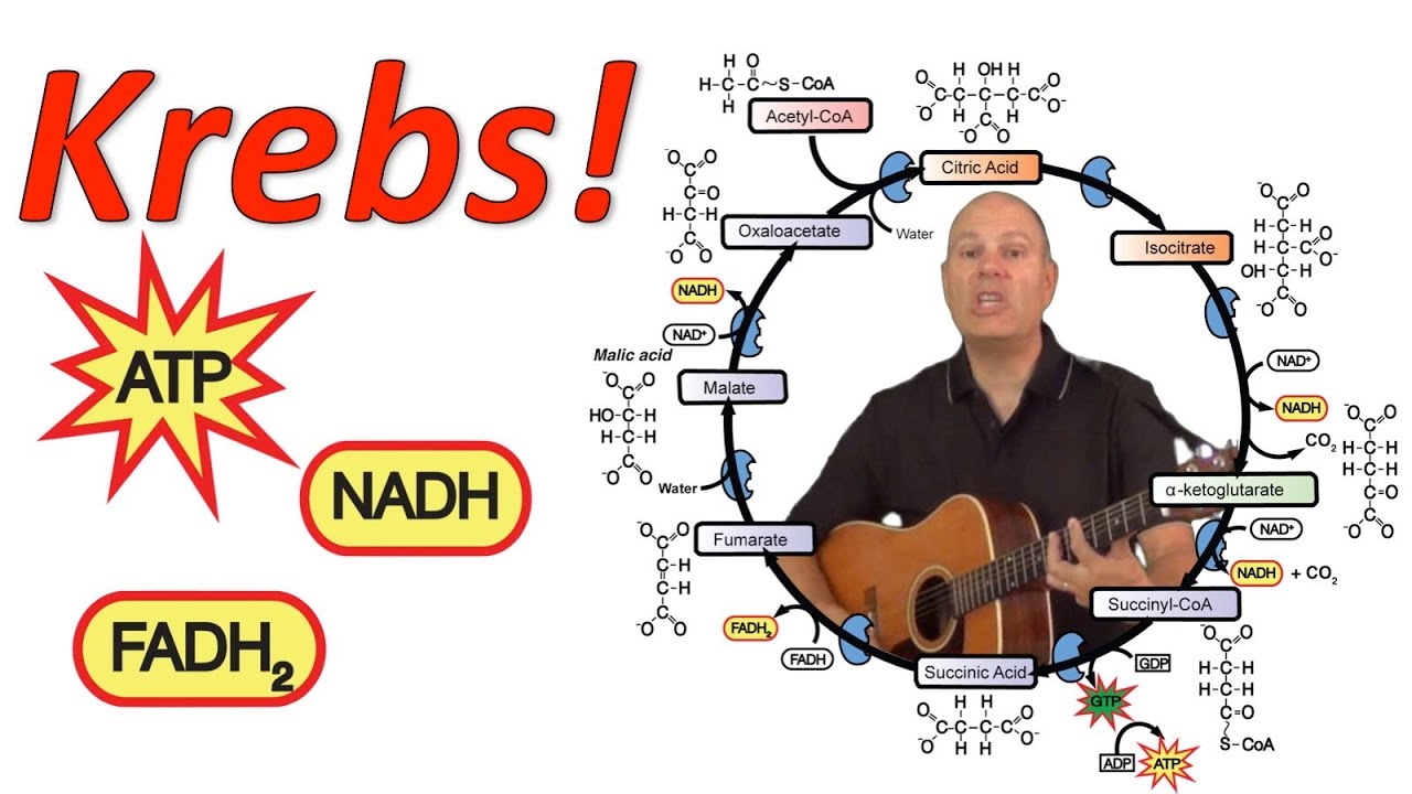 Krebs! (Mr. W's Krebs Cycle Song).