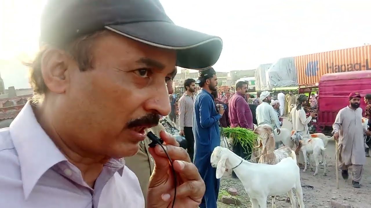 saggian pull mandi today 