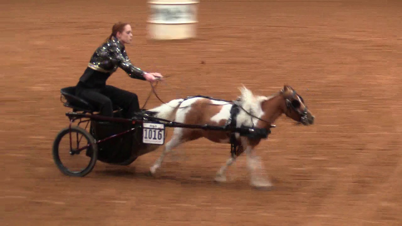 2019 Pinto Worlds Miniature Horse Barrel Racing