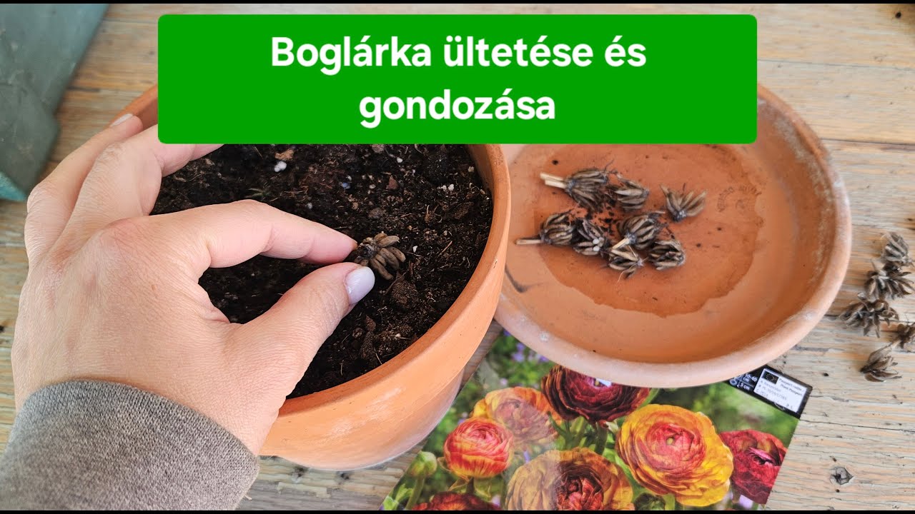 Boglárka (Ranunculus) ültetése és gondozása | Mikor, hova és hogyan?