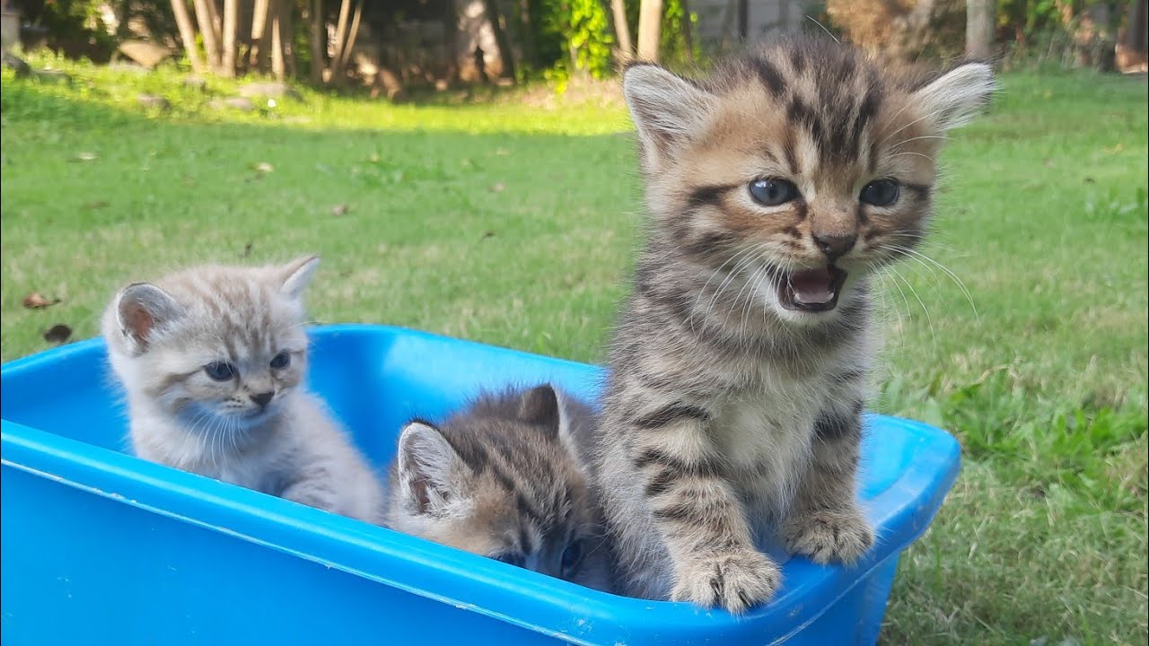 ANAK KUCING MEONG MEONG HABIS BERMAIN PADA MAKAN SEMUA