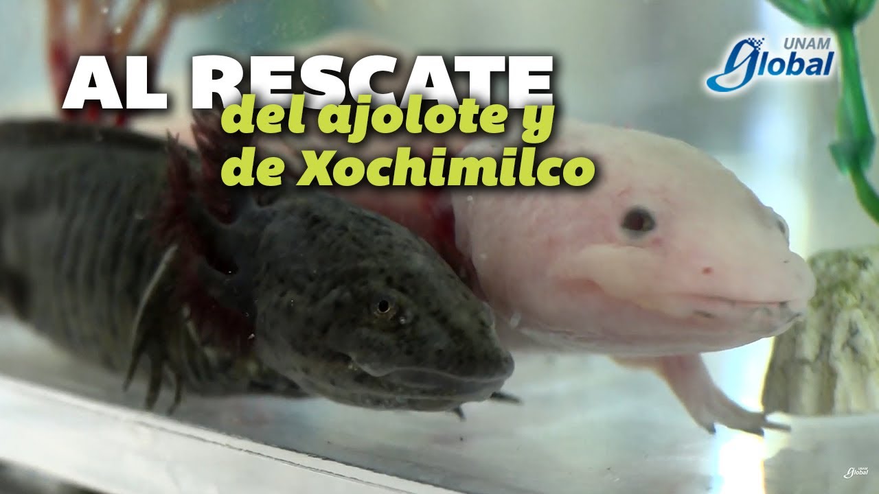 El ajolote de Xochimilco, a punto de la extinci&oacute;n - UNAM Global