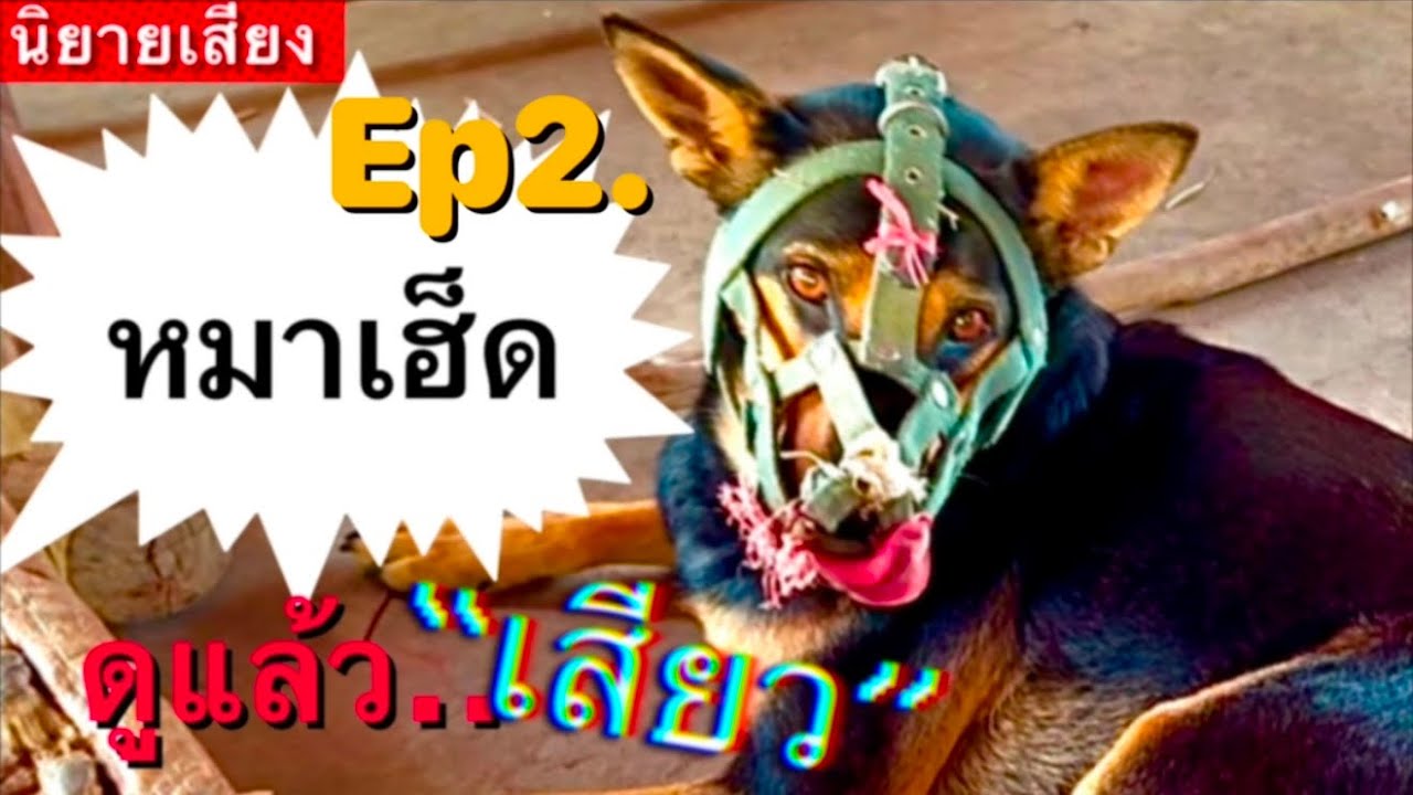 #นิยายเสียง#เรื่องสั้น:หมาเฮ็ด..ดูแล้วเสียวEp2.