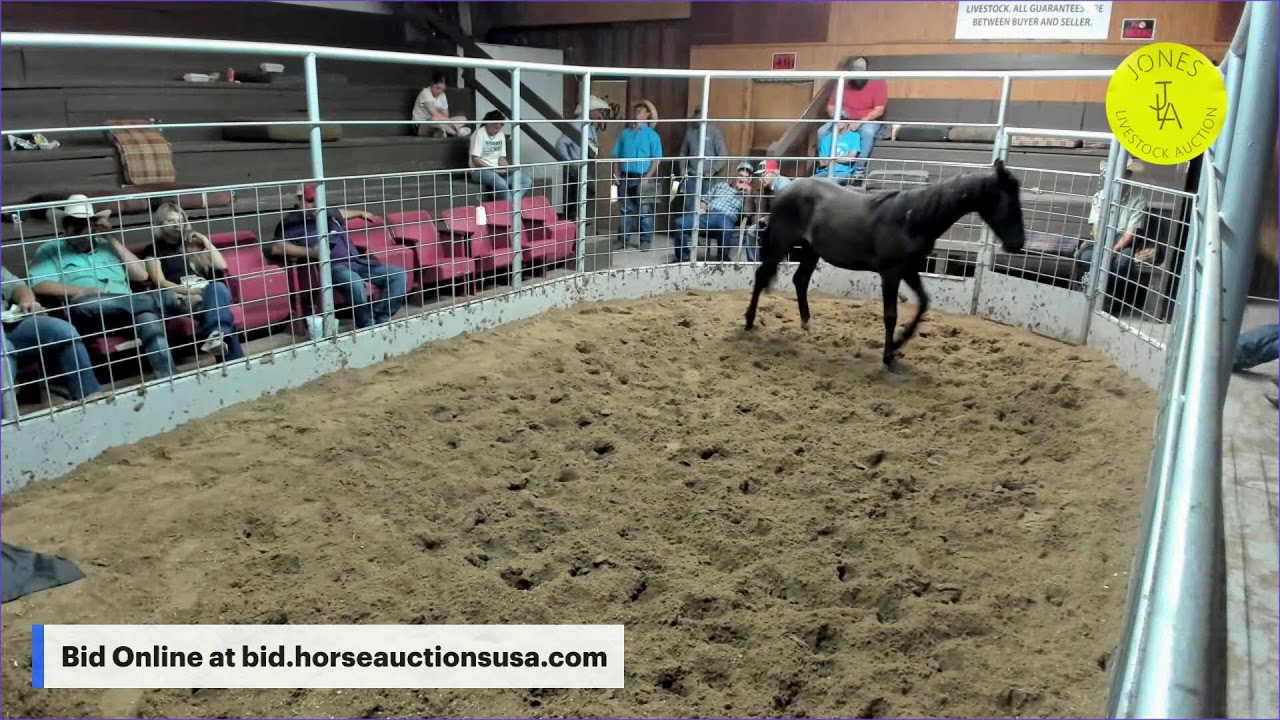 Jones Livestock Auction - Jones, Oklahoma