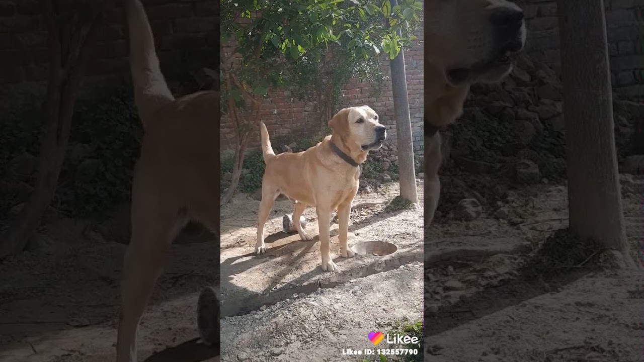 Dog seller Ravi Kumar Rampur 94 56 95 32 52