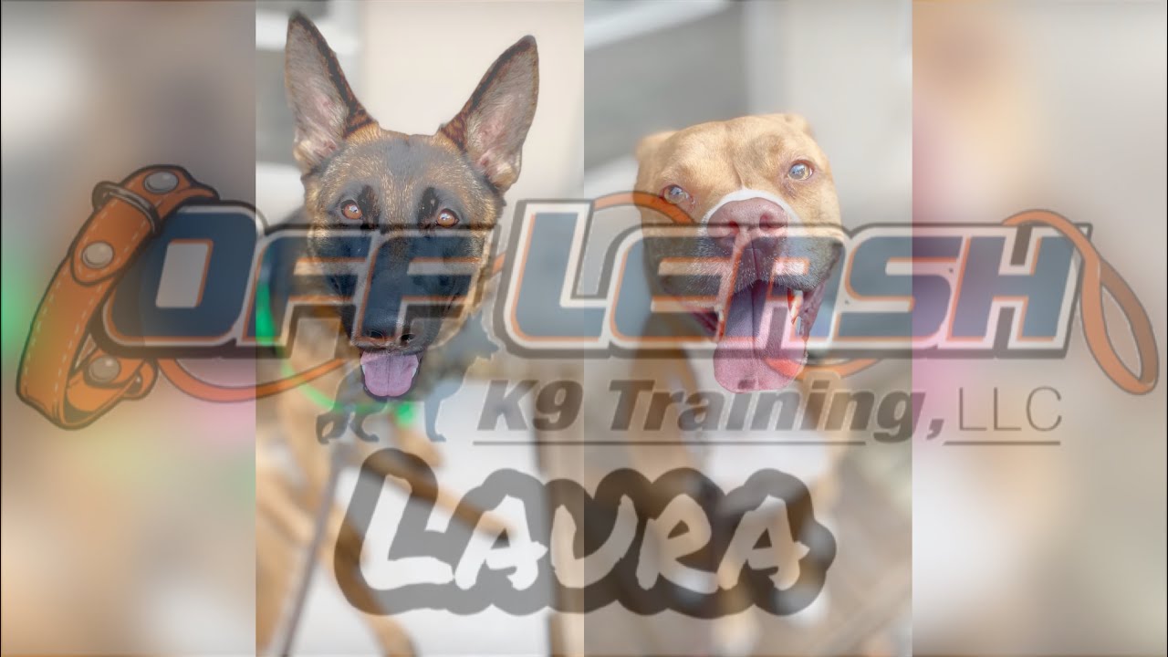 Boxer Mix & German Shepard, 3yo & 2yo, male & female, named Arko & Kiwi
