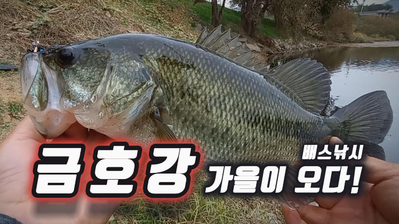 [금호강 배스낚시] 금호강 최하류권 대구 달성군 서제, 세천 가을 배스낚시!