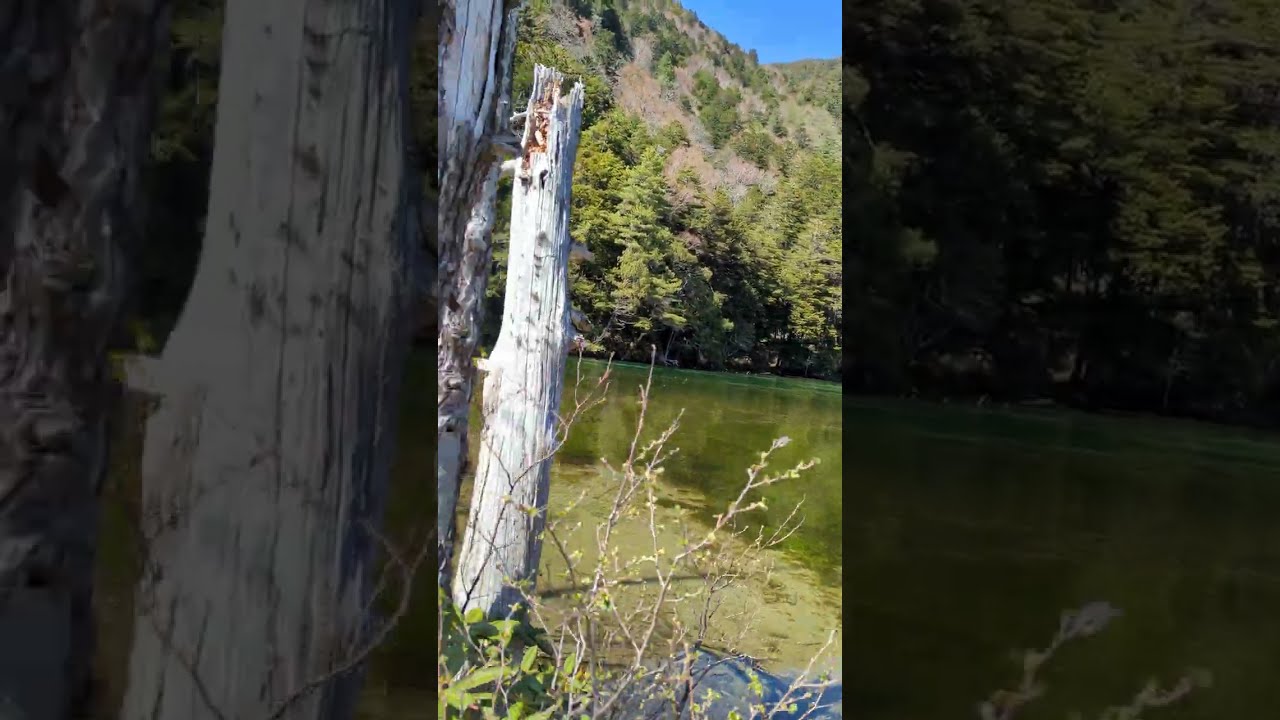 20230511 上高地「明神池」的明神一之池夢幻倒影